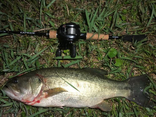 ブラックバスの釣果