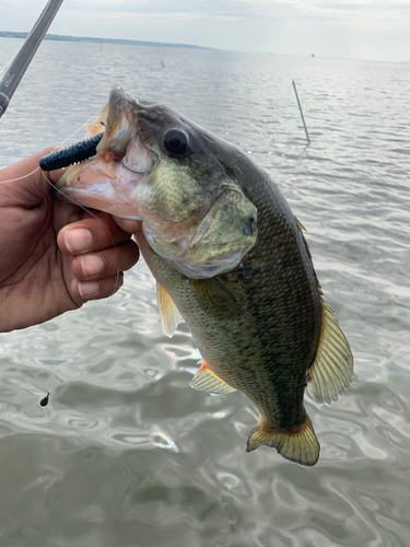 ラージマウスバスの釣果