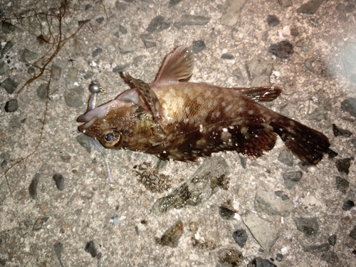 カサゴの釣果