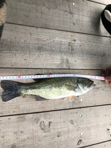 ブラックバスの釣果