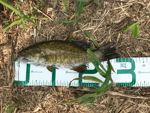 スモールマウスバスの釣果