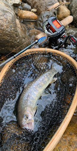 イワナの釣果