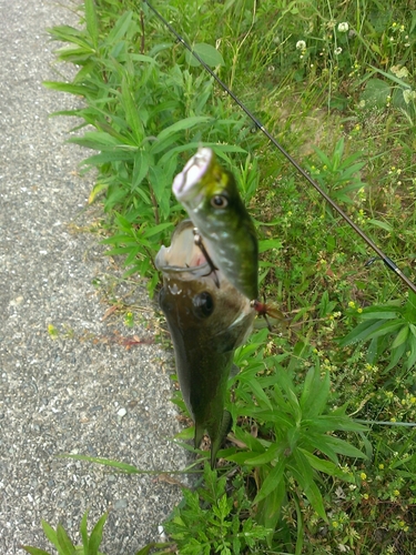 ブラックバスの釣果