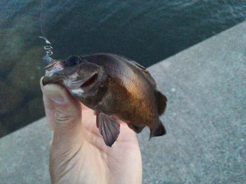 メバルの釣果