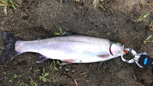 ニジマスの釣果