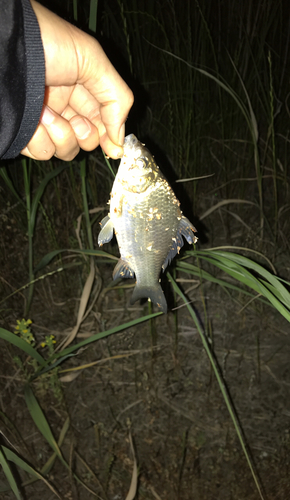 フナの釣果