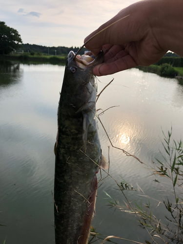 ナマズの釣果