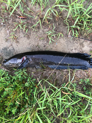 ライギョの釣果