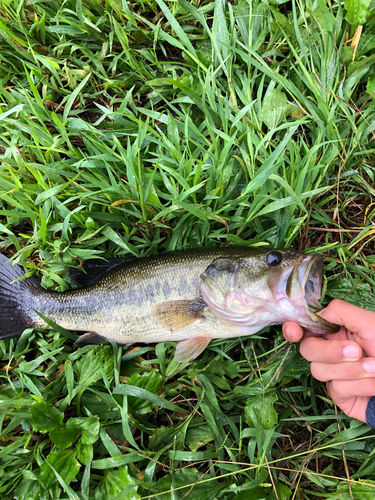 ラージマウスバスの釣果