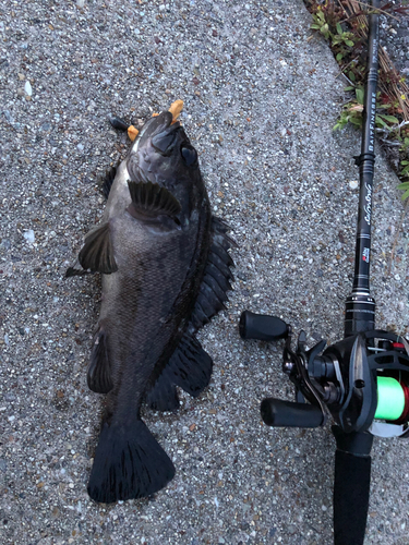 クロソイの釣果