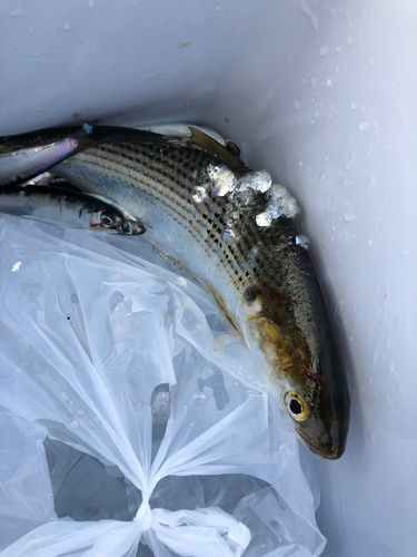 コノシロの釣果