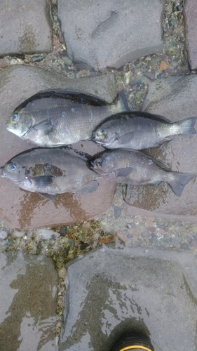 メジナの釣果