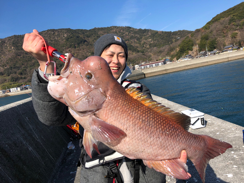 カンダイの釣果