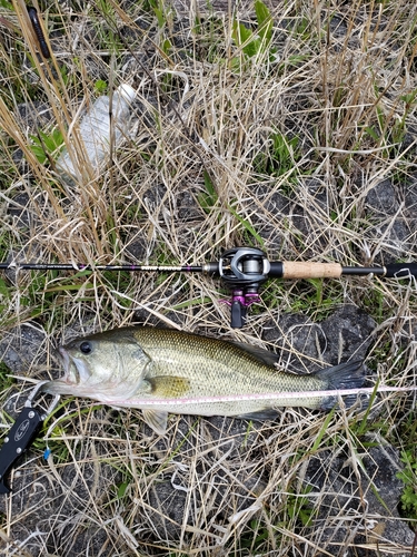 ブラックバスの釣果