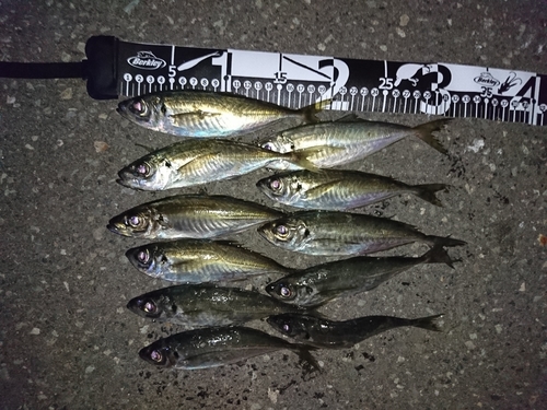 アジの釣果