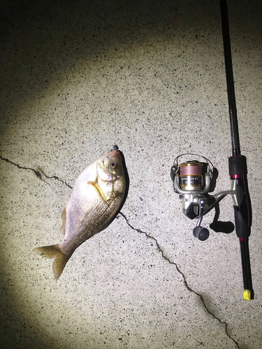 タナゴの釣果