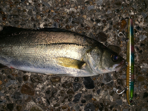 セイゴ（マルスズキ）の釣果