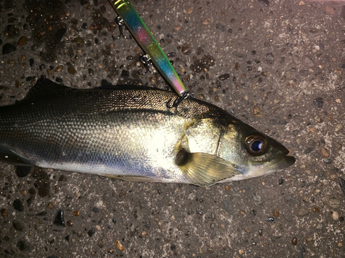 セイゴ（マルスズキ）の釣果