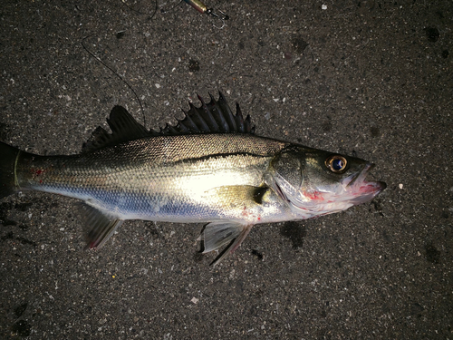 セイゴ（マルスズキ）の釣果