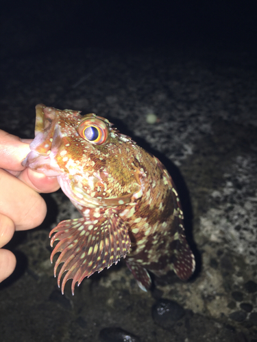 カサゴの釣果