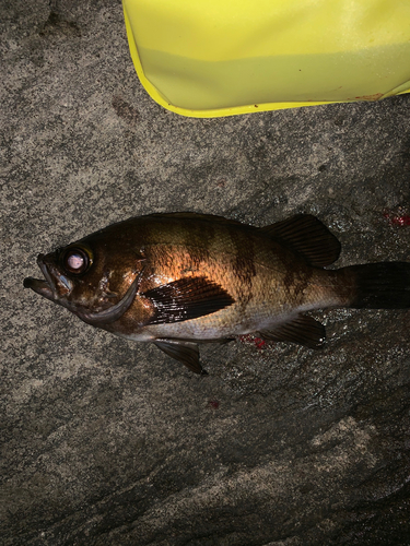 メバルの釣果