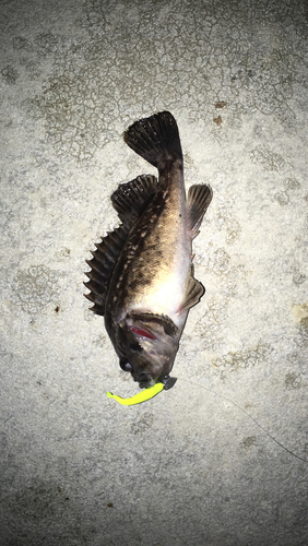 ソイの釣果