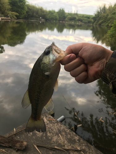 ラージマウスバスの釣果