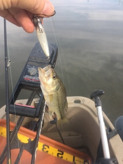 ラージマウスバスの釣果