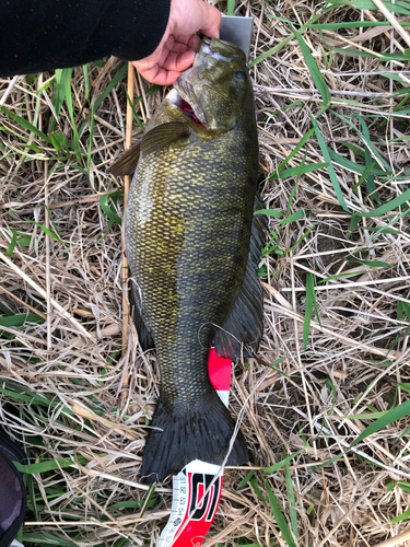 スモールマウスバスの釣果