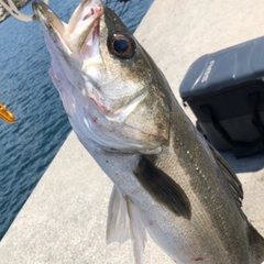 マルスズキの釣果