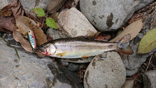 ウグイの釣果