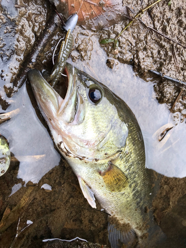 ブラックバスの釣果