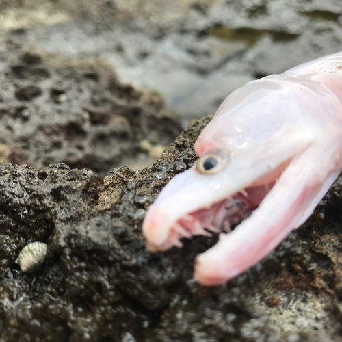 ブリの釣果