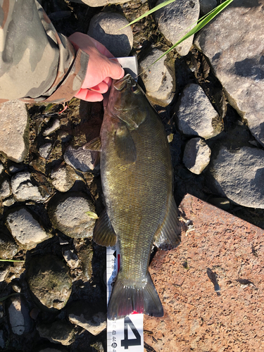 スモールマウスバスの釣果