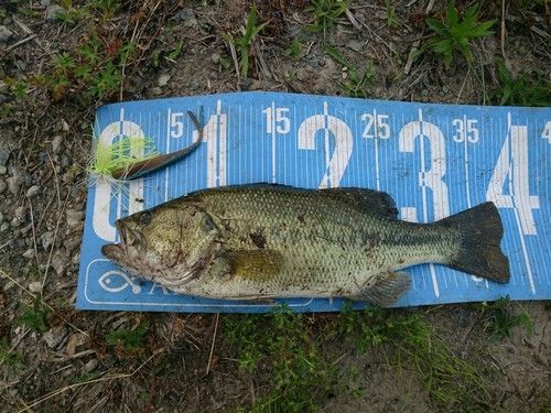 ブラックバスの釣果