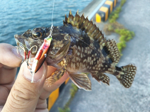 アラカブの釣果