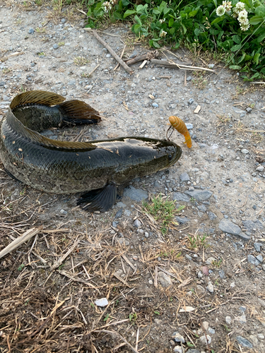 ライギョの釣果