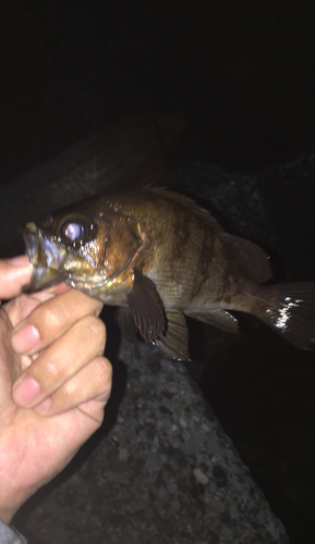 メバルの釣果