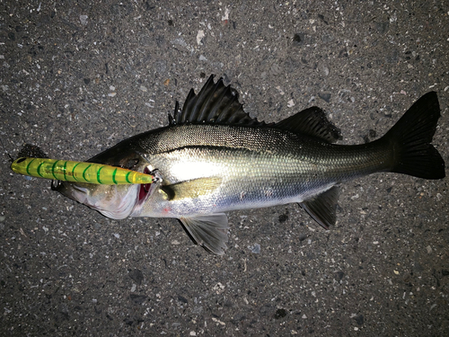 セイゴ（マルスズキ）の釣果