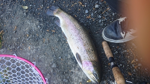 ニジマスの釣果