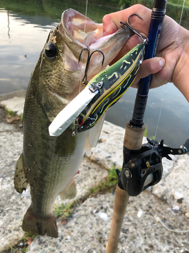 ブラックバスの釣果