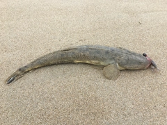 マゴチの釣果