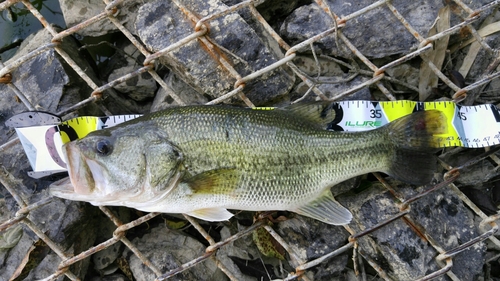 ブラックバスの釣果