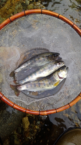 アマゴの釣果