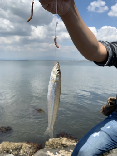 シロギスの釣果