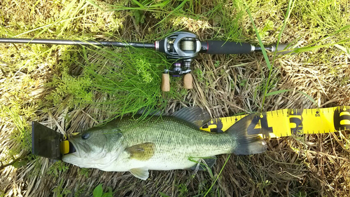 ラージマウスバスの釣果