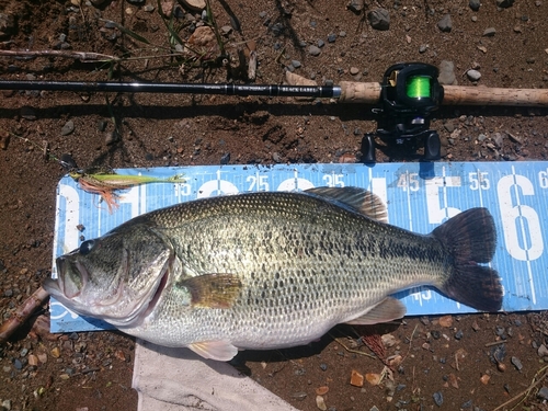 ブラックバスの釣果