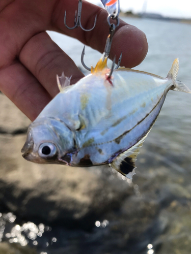 ヒイラギの釣果