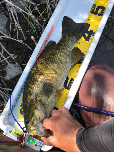 スモールマウスバスの釣果