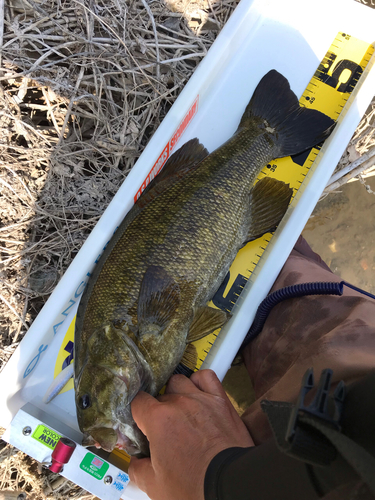 スモールマウスバスの釣果